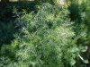 Ierburi aromate