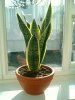 Sansevieria 	