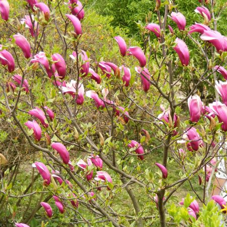 magnolii