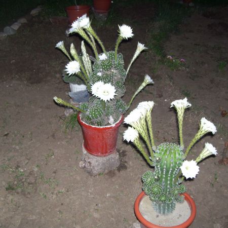 CACTUS