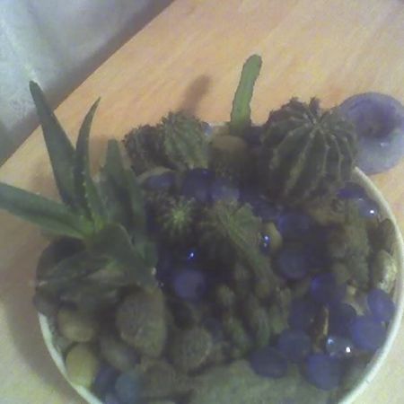 aranjament cactusi