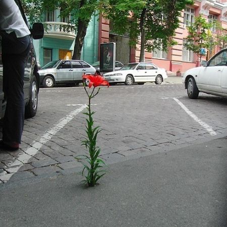 floricica