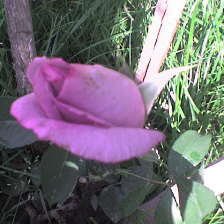 GRADINA