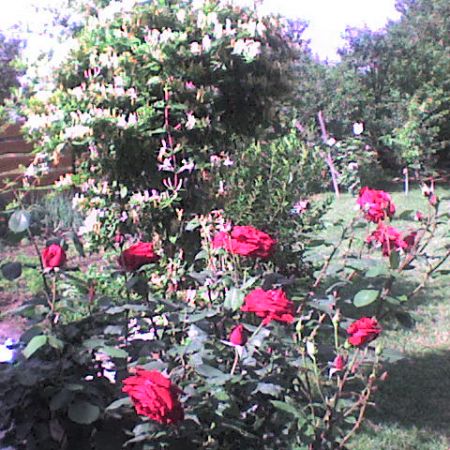 GRADINA