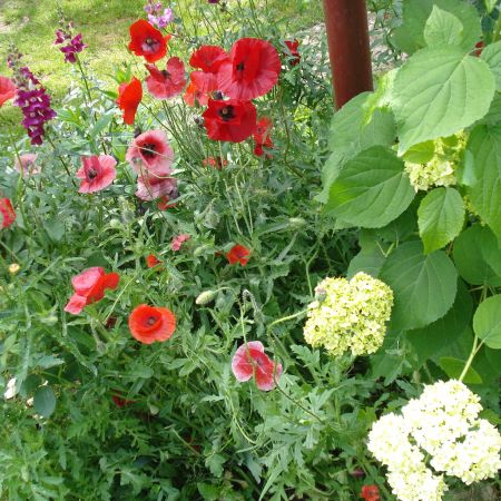 HORTENSIA ALBA