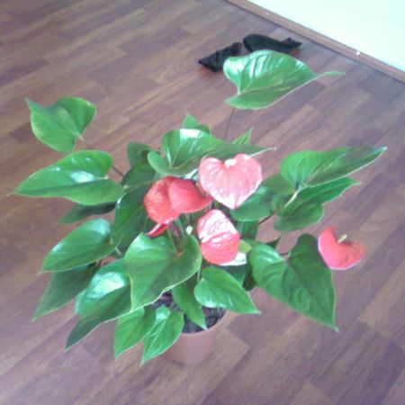 flori