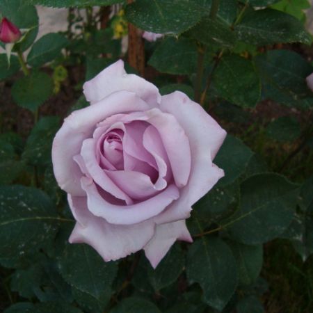 FLORI