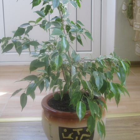 ficus benjamin