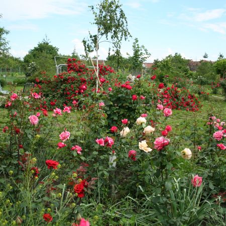 trandafiri in gradina mea