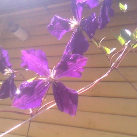 clematita