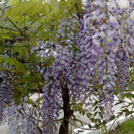 Glicina adusa de la GIVERNY