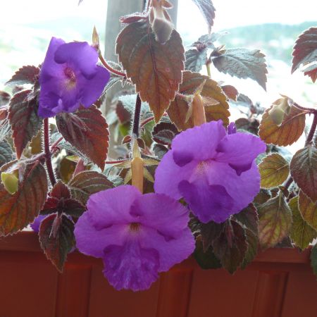 Pe balcon