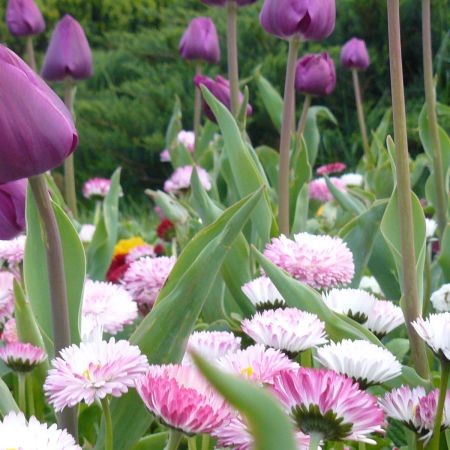 floricele superbe