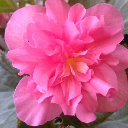 BEGONIA