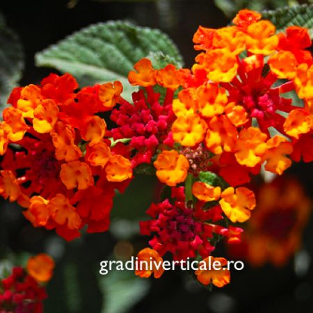 LANTANA