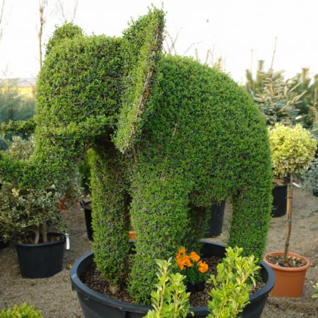 elefant !!!(mihaela)