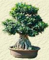 Bonsai