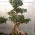 Bonsai 1.5 m