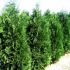 THUJA(TUIA) FASTIGIATA- 29,00 RON