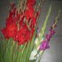 vand bulbi gladiole