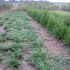 vand buxus tuia pt gard viu tuia occidentalis