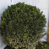 Buxus de cea mai buna calitate la cel mai bun pret !