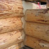 Construim case din lemn rotund  butuc brut 