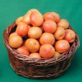 POMI FRUCTIFERI-CAIS Soiul RARES