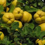 POMI FRUCTIFERI-GUTUI Soiul AROMATE