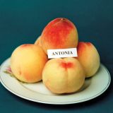 POMI FRUCTIFERI-PIERSIC Soiul ANTONIA