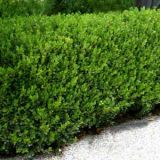 Vand ARBUSTI ORNAMENTALI  Buxus si Tuia