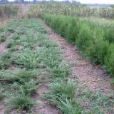 vand buxus tuia pt gard viu tuia occidentalis